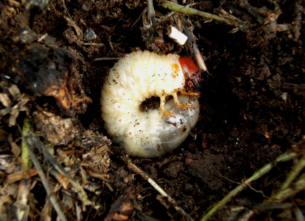 Larva di Lucanus cervus !